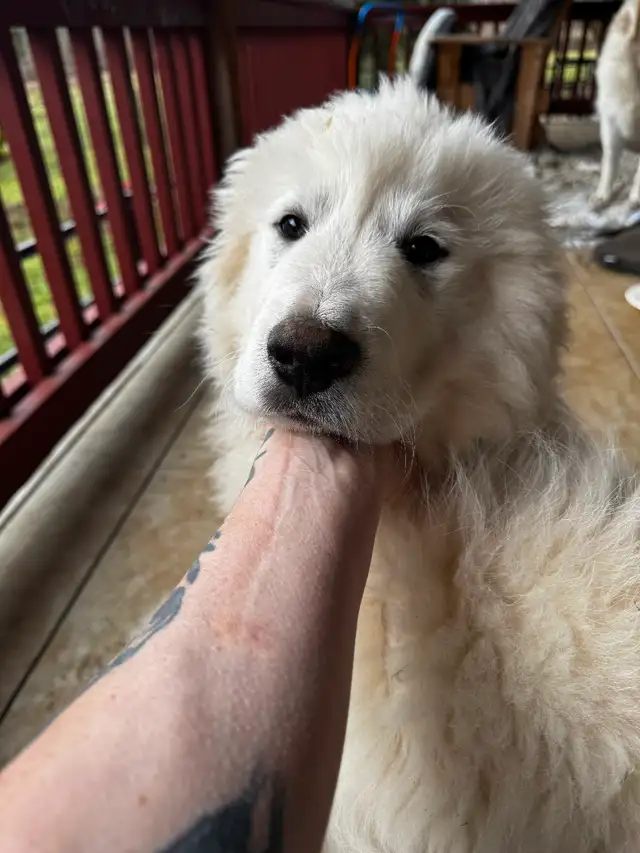 Purebred Pyrenees puppies - Photo 5