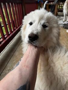 Purebred Pyrenees puppies - Photo 5