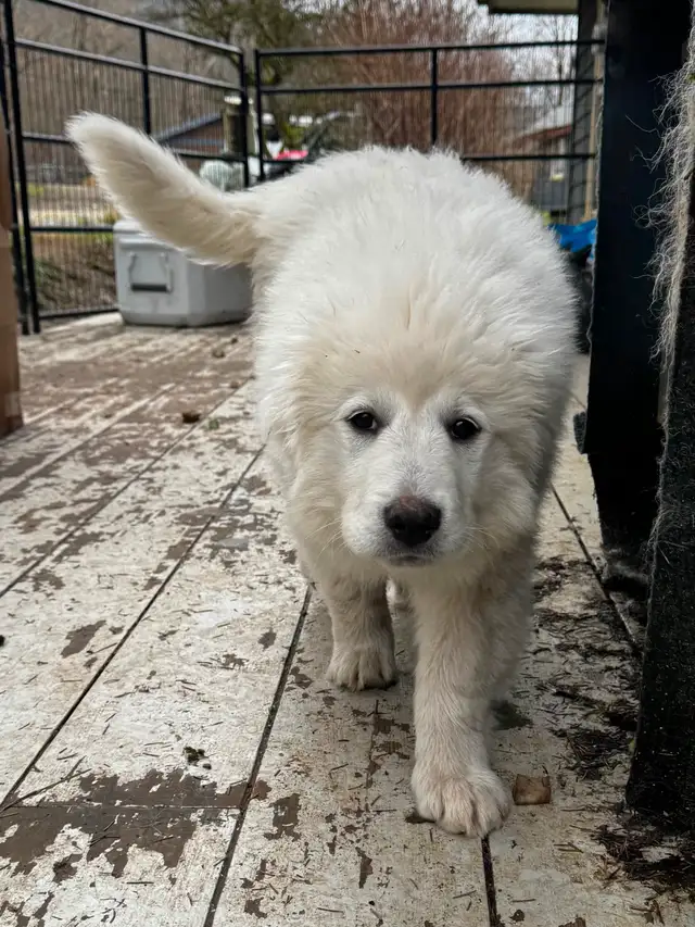 Purebred Pyrenees puppies - Photo 6