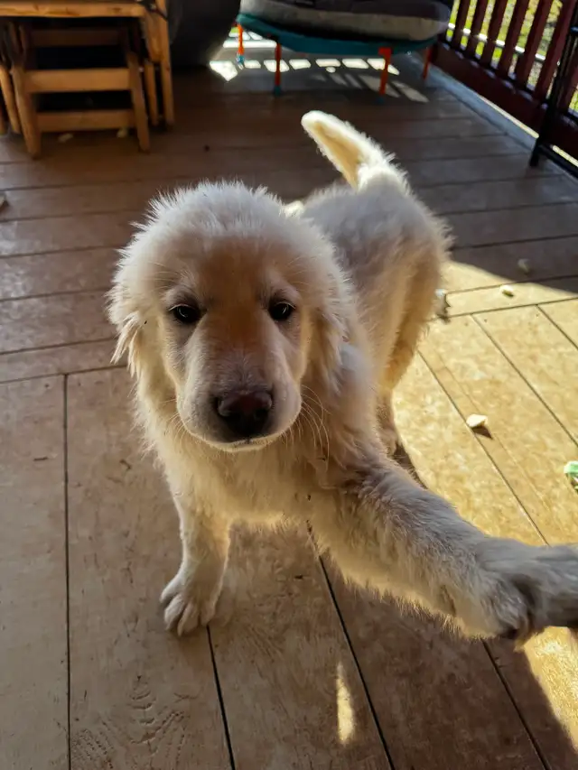 Purebred Pyrenees puppies - Photo 7