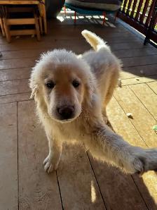 Purebred Pyrenees puppies - Photo 7