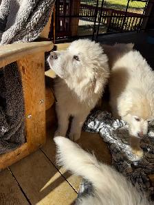 Purebred Pyrenees puppies - Photo 8