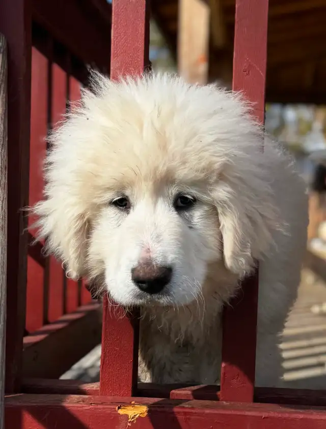 Purebred Pyrenees puppies - Photo 9