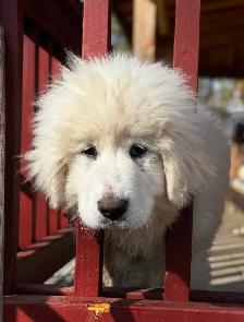 Purebred Pyrenees puppies - Photo 9