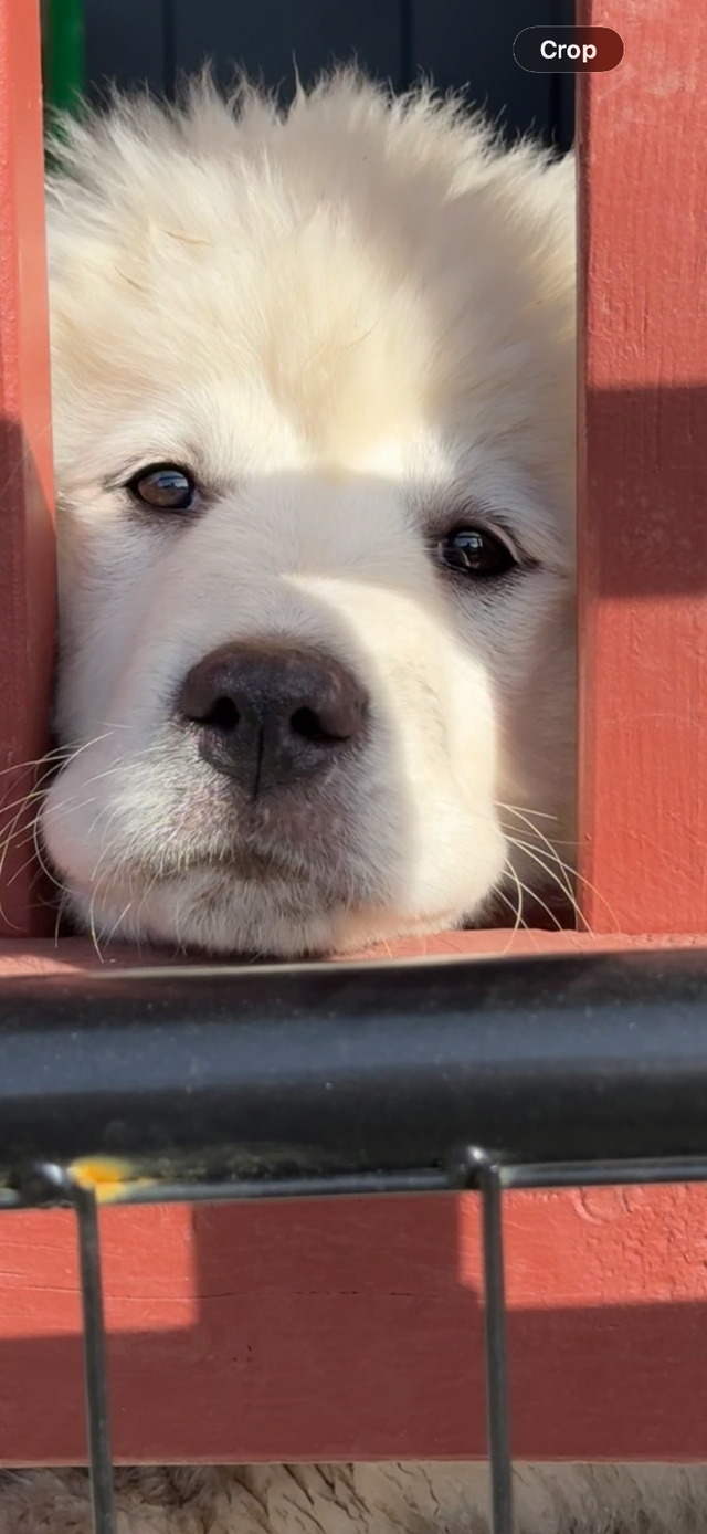 Purebred Pyrenees puppies - Photo 10