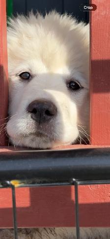 Purebred Pyrenees puppies - Photo 10