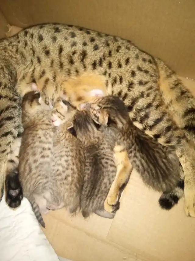 SAVANA HIGHLANDERS FEMELLE  514-501-9810