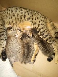 SAVANA HIGHLANDERS FEMELLE  514-501-9810