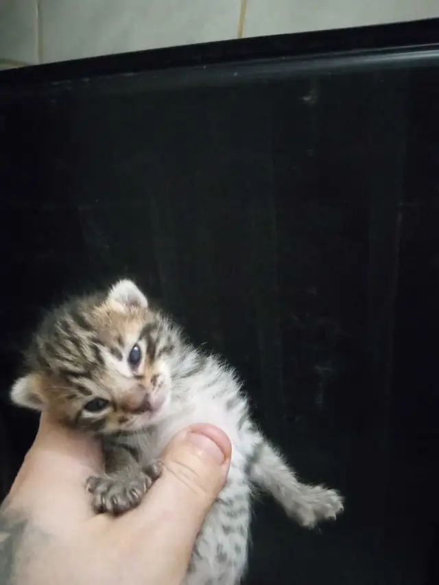 SAVANA HIGHLANDERS FEMELLE  514-501-9810 - Photo 2