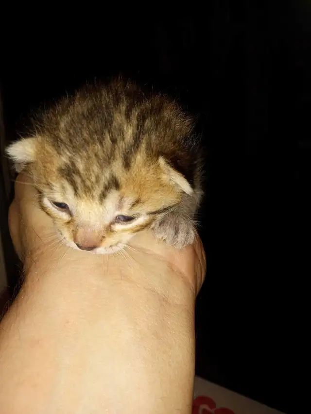 SAVANA HIGHLANDERS FEMELLE  514-501-9810 - Photo 3