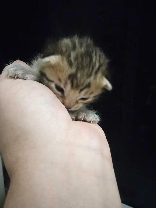 SAVANA HIGHLANDERS FEMELLE  514-501-9810 - Photo 4