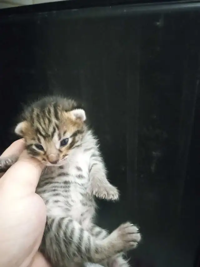 SAVANA HIGHLANDERS FEMELLE  514-501-9810 - Photo 5