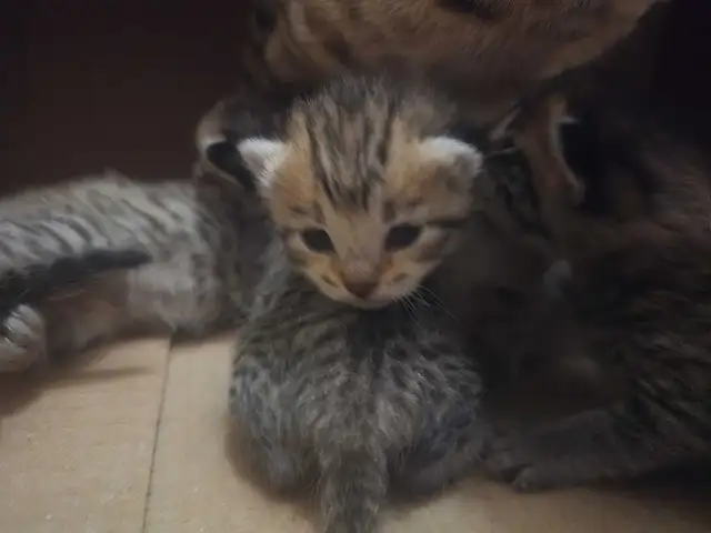 SAVANA HIGHLANDERS FEMELLE  514-501-9810 - Photo 6