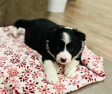 CBCA Registered Border Collie Puppies