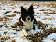 CBCA Registered Border Collie Puppies - Photo 3