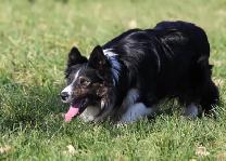 CBCA Registered Border Collie Puppies - Photo 4