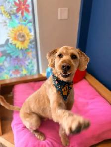 Dog Grooming! - Photo 2