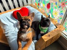 Dog Grooming! - Photo 3