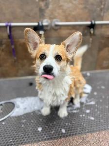 Dog Grooming! - Photo 4