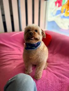 Dog Grooming! - Photo 5