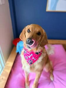 Dog Grooming! - Photo 6