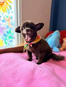 Dog Grooming! - Photo 7