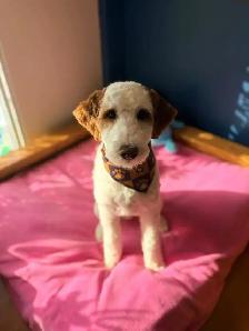 Dog Grooming! - Photo 8