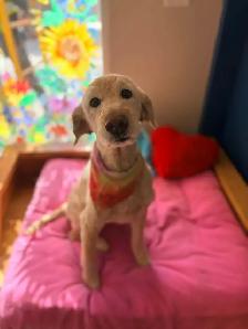 Dog Grooming! - Photo 9