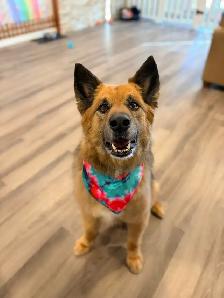 Dog Grooming! - Photo 10