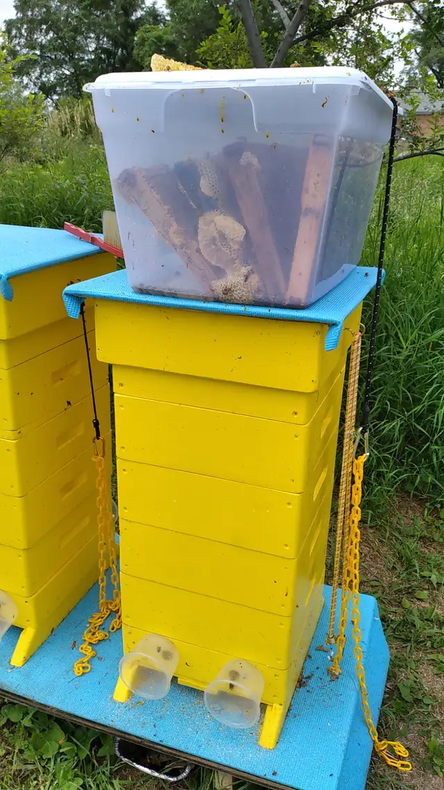 Complete Beekeeping Business with Full Training - Photo 2