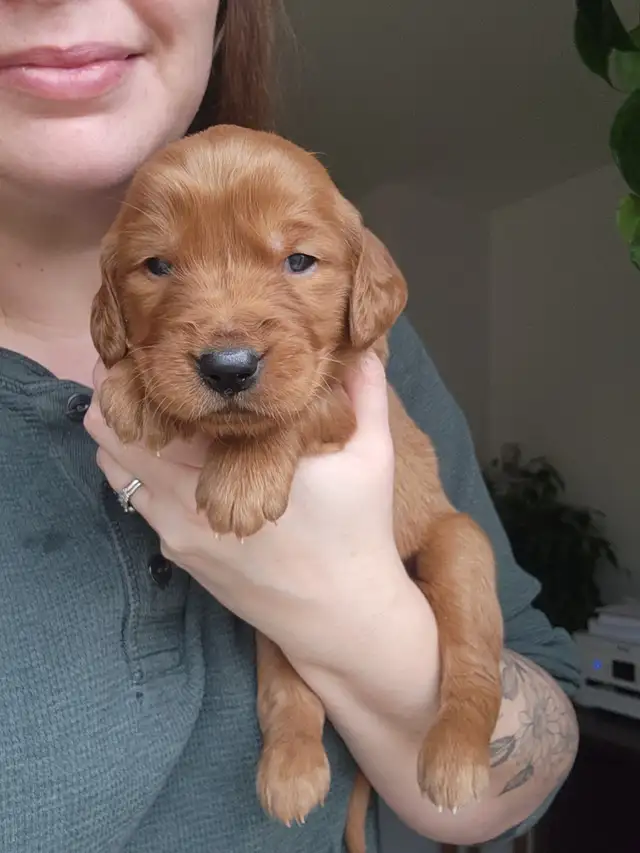 Red Golden Retriever Puppies