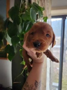 Red Golden Retriever Puppies - Photo 2