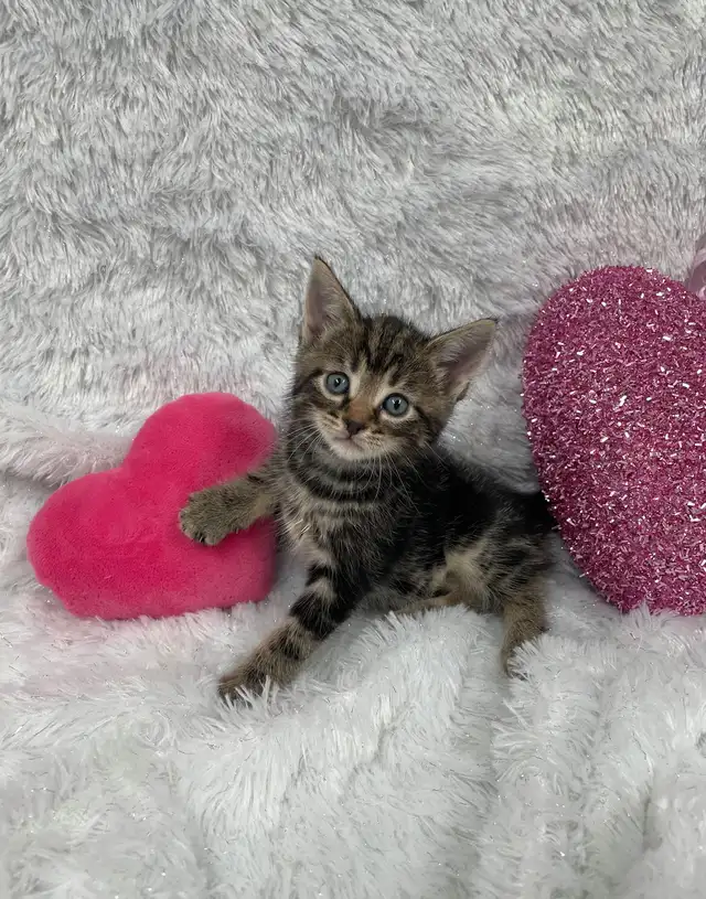 ❤️Bengal x Siberian Kittens ❤️ (437) 292-1163 - Photo 3