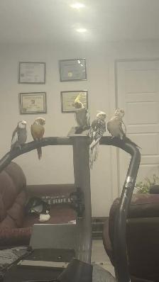 birds for sale - Photo 2