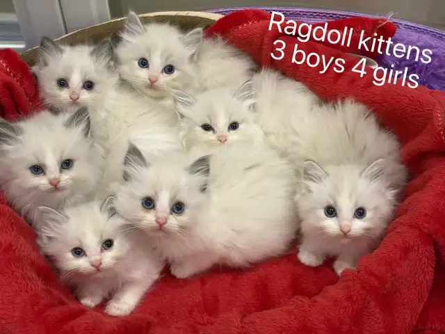2 month old blue eye ragdoll kittens blue bicolor