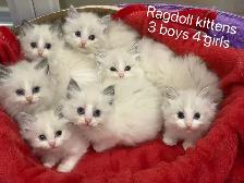 2 month old blue eye ragdoll kittens blue bicolor