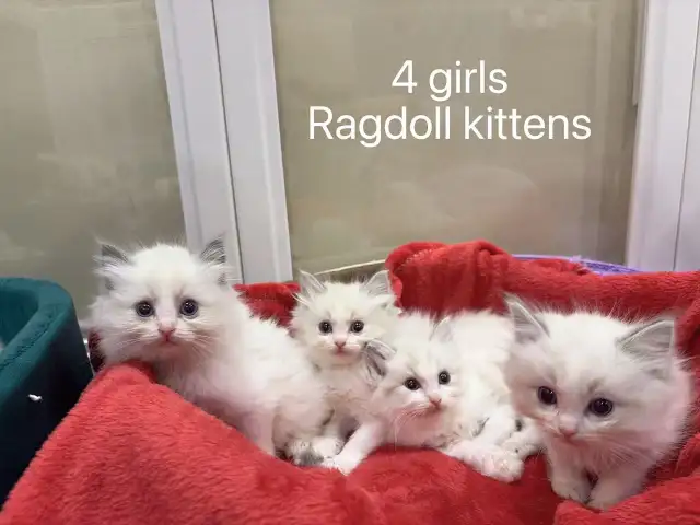 2 month old blue eye ragdoll kittens blue bicolor - Photo 2