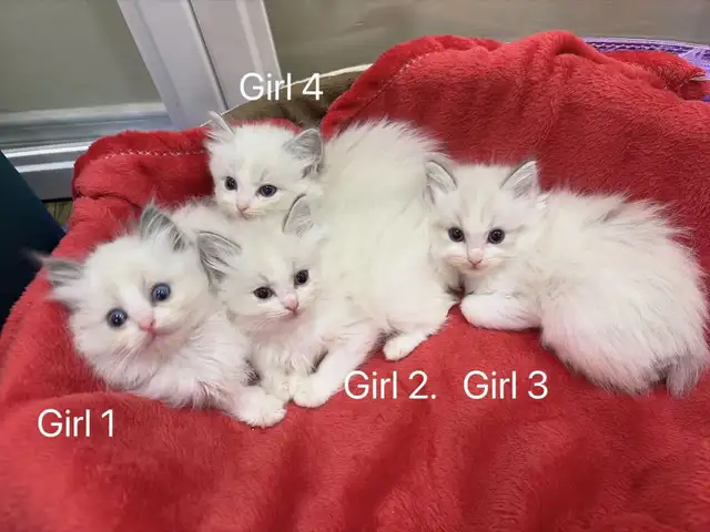 2 month old blue eye ragdoll kittens blue bicolor - Photo 3