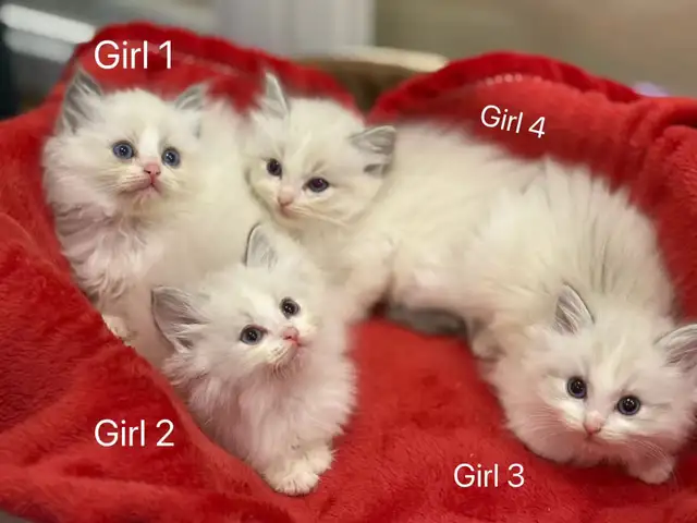 2 month old blue eye ragdoll kittens blue bicolor - Photo 4