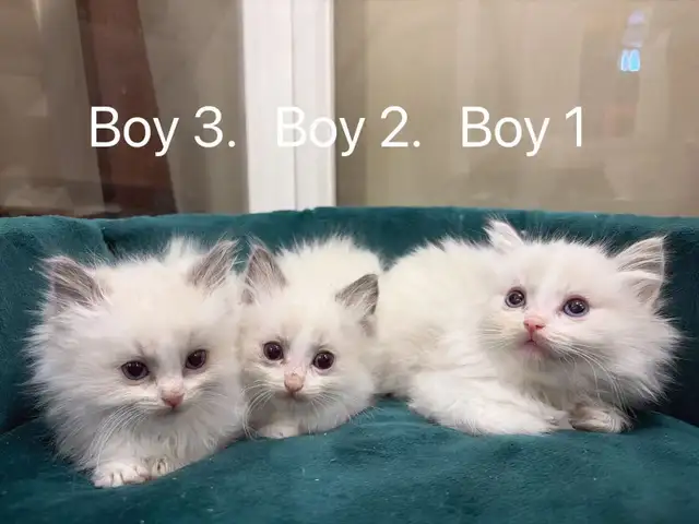 2 month old blue eye ragdoll kittens blue bicolor - Photo 5