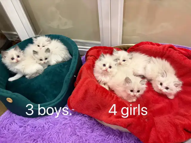 2 month old blue eye ragdoll kittens blue bicolor - Photo 6