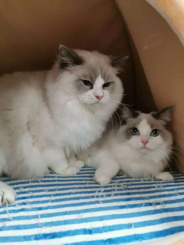 2 month old blue eye ragdoll kittens blue bicolor - Photo 8
