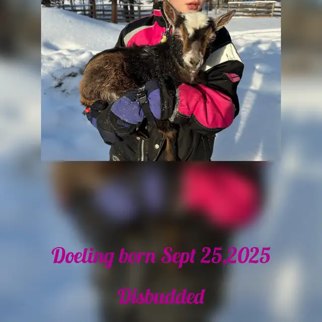 Nigerian Dwarf Goats