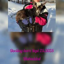 Nigerian Dwarf Goats