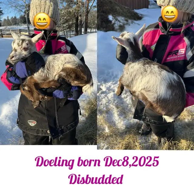 Nigerian Dwarf Goats - Photo 2