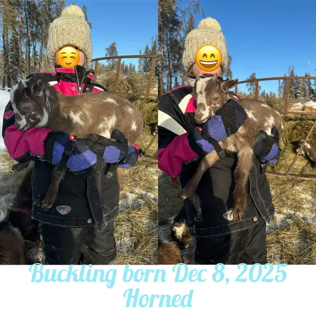 Nigerian Dwarf Goats - Photo 3