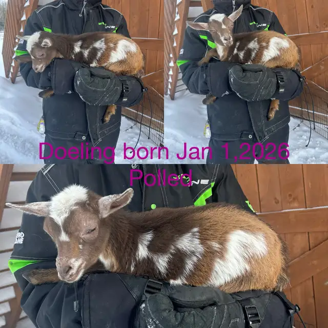 Nigerian Dwarf Goats - Photo 4