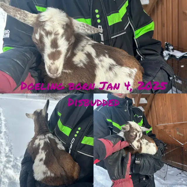 Nigerian Dwarf Goats - Photo 5