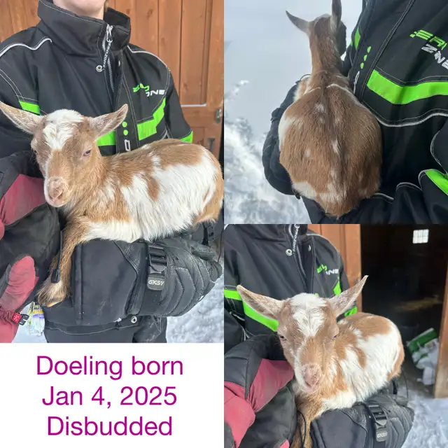 Nigerian Dwarf Goats - Photo 6