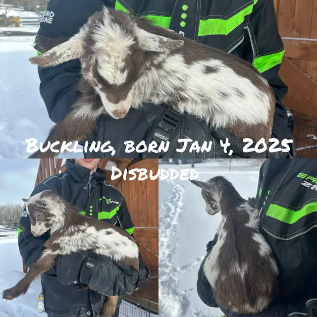 Nigerian Dwarf Goats - Photo 7